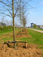 2010w25 - pas geplante bomen GIF